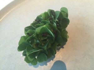 Rett 12: Sorbet på Gjøksyre
